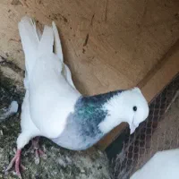 کفترتا 20
