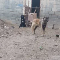 سگ گله به شرط