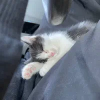 واگذاری گربه