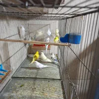 فنچ و مرغ عشق