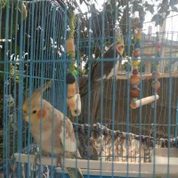 یه جفت عروس هلندی بالغ و سالم|پرنده|ماسال, |دیوار