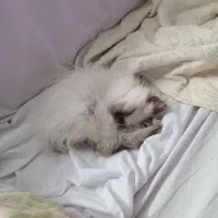 پانسیون نگهداری گربه