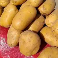 سیب زمینی نو