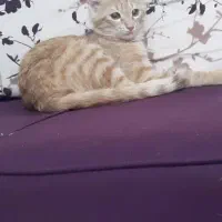 گربه گم شده|حیوانات|پرند, فاز ۵|دیوار