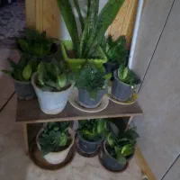 گل سانسوریا زیبا