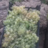 عسگری شیرین ابدار|خوردنی و آشامیدنی|مشهد, فرخد|دیوار