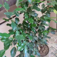 گل سرحال بنجامین سبز