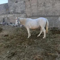 مادیان شش ساله سرحال مست|اسب و تجهیزات اسبسواری|بجنورد, |دیوار