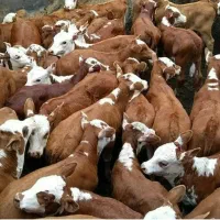 مونت بیلیارد و سیمنتال اصیل