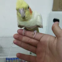 عروس هلندی جفت