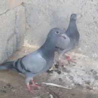 جوجه پلاکی|پرنده|خورموج, |دیوار