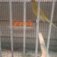 تعداد قناری آماده