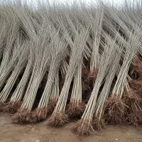 نمایندگی فروش نهال ، تامین مستقیم از تولیدی|عمده‌فروشی|نقده, |دیوار
