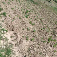 فروش 5تن گندم درجه یک