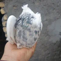 جفت طوقی|پرنده|لنجان, |دیوار