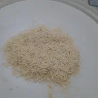 برنج طارم کشت دوم