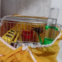 سهره قناری|پرنده|خمینی‌شهر, |دیوار