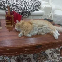 گمشده|حیوانات|کرج, گلستان|دیوار