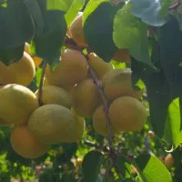 باغ در سه راهی یامچی به متراژ ۱۱۷۰۰|فروش زمین و ملک کلنگی|یامچی, |دیوار