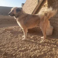 سگ نرسنگسری|سگ|تهران, تجریش|دیوار