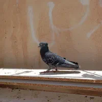 کبوتر گم شده