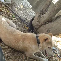 سگ برای نگهبانی
