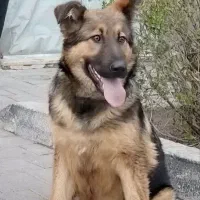 سگ ژرمن ۷ ماهه