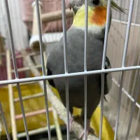 عروس هلندی نر مست سخنگو|پرنده|فردیس, ثابتی|دیوار