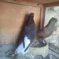 جفت دم سفید