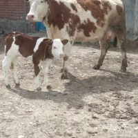 گاو سمینتال شیری شکم اول با گوساله سمینتال