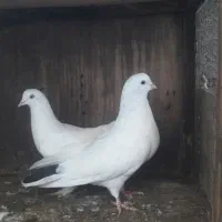 کبوتر پرشی اردک اسراییلی مرغ خروس محلی گلین