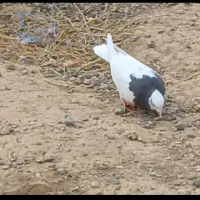 یک عدد طوقی مقلف