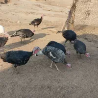 14 عدد بوقلمون ماده سالم و چاق|حیوانات مزرعه|آبدانان, |دیوار