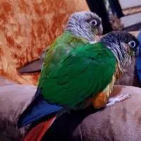 گرینچیک فوق دستی به شرط سخنگو رام نر و ماده|پرنده|خمینی‌شهر, |دیوار