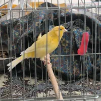 قناری.نر ۲ساله