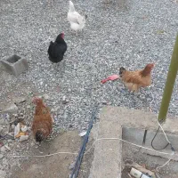 مرغ و خروس محلی|حیوانات مزرعه|صوفیان, |دیوار