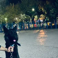 سگ ژرمن شیپر بلک کلاس بالا