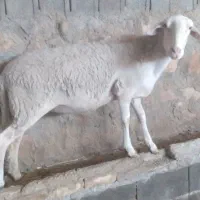 گوسفند ماده لاکن|حیوانات مزرعه|همایجان, |دیوار