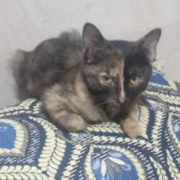 واگذاری بچه گربه