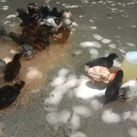 جوجه های گلپایگانی