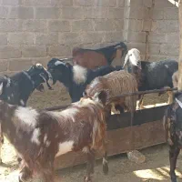 کهری چاق چاق|حیوانات مزرعه|ایزدخواست, |دیوار