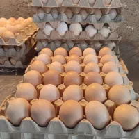 پخش عمده تخم مرغ محلی