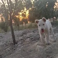 سگ گمشده