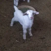 بزغاله شیری 15 روزه