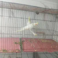 فروش عروس هلندی