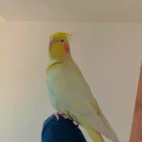 عروس هلندی|پرنده|خواف, |دیوار