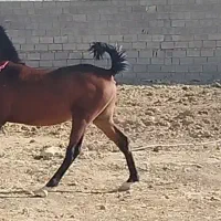 کره اسباب و مادیون|اسب و تجهیزات اسب‌سواری|کوهدشت, |دیوار