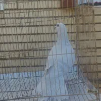 گوک و معلقی|پرنده|بم, |دیوار