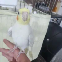 عروس هلندی نر سخنگو