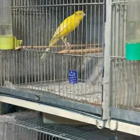 قناری رسمی بلند نرماده|پرنده|همدان, |دیوار